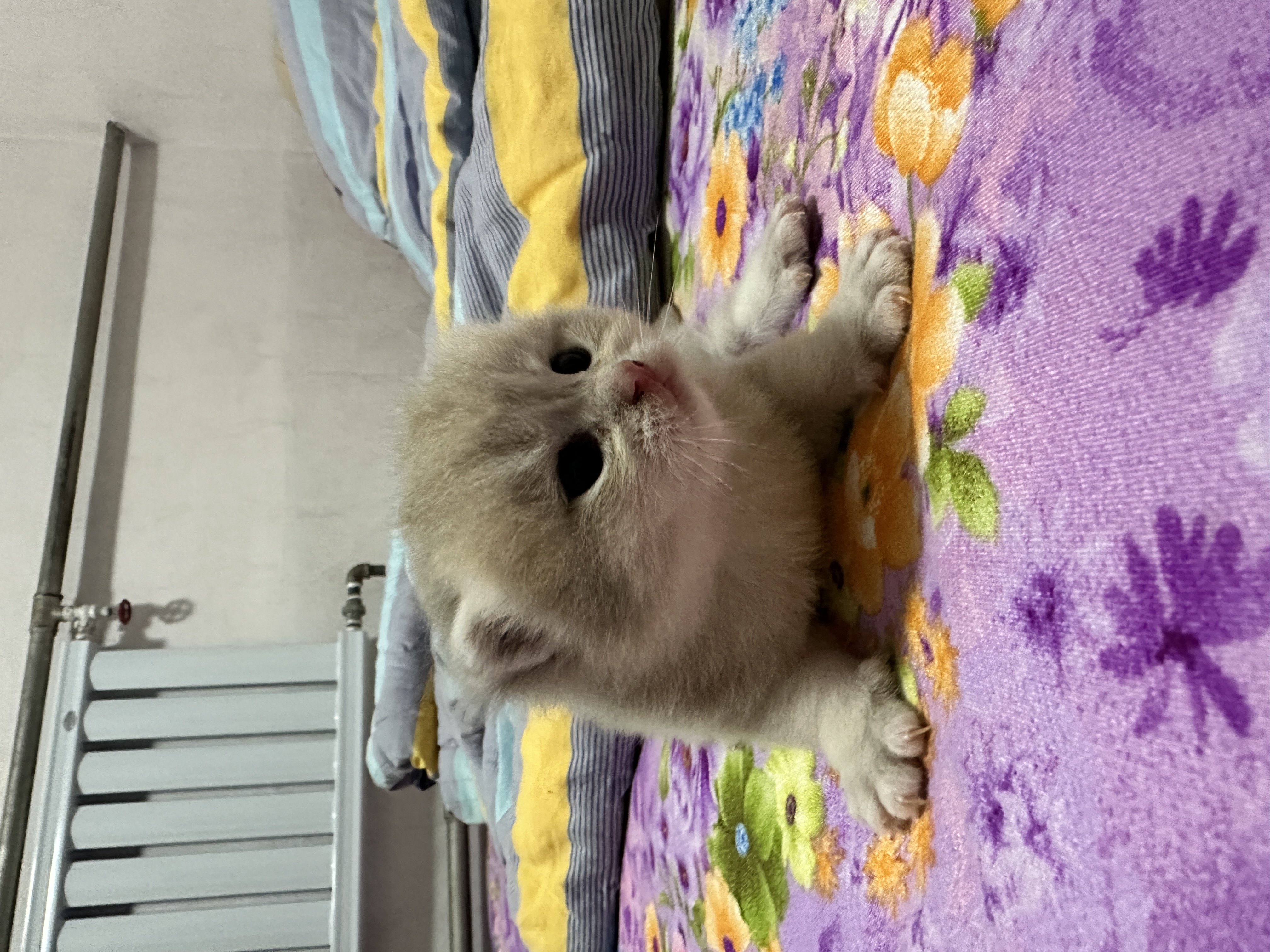 小偿出售自家养的蓝金渐层，金渐层